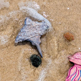 Eagle Ray ~ Wooden Toy