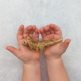 Frill Neck Lizard Wooden Toy