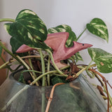 Pteranodon Wooden Toy